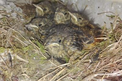 Rougequeue à front blanc