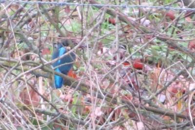 Martin-pêcheur d'Europe