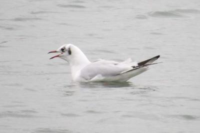 Mouette rieuse