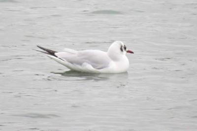 Mouette rieuse