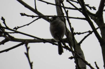 Mésange à longue queue