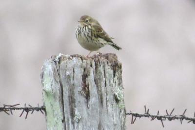 Pipit farlouse