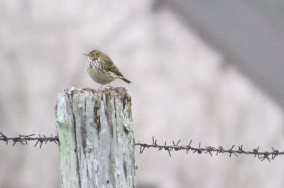 Pipit farlouse