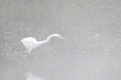 Grande Aigrette