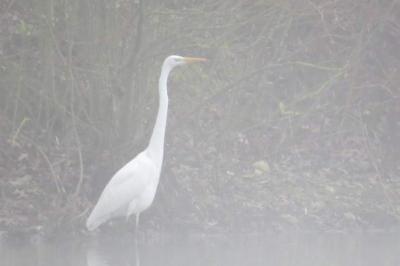 Grande Aigrette