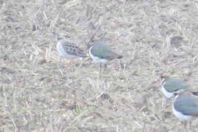 Chevalier combattant