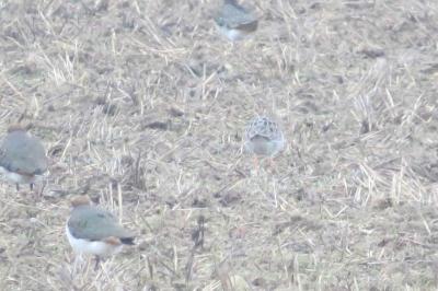 Chevalier combattant