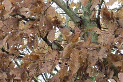 Roitelet à triple bandeau