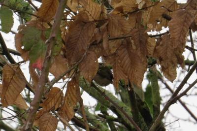 Roitelet à triple bandeau