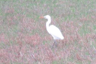 Grande Aigrette