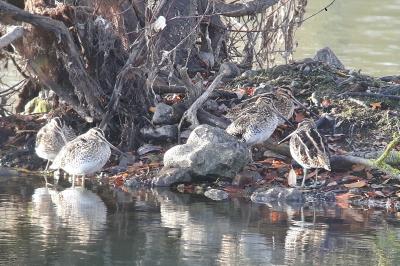 Bécassine des marais