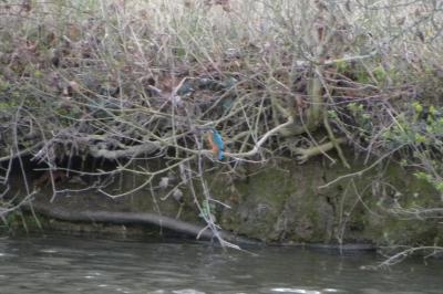 Martin-pêcheur d'Europe