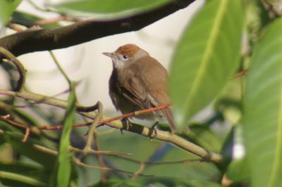 Fauvette à tête noire