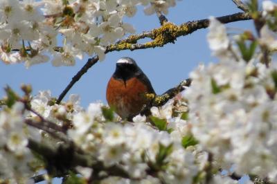 Rougequeue à front blanc