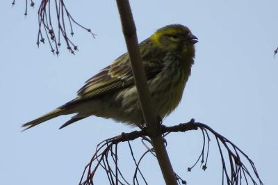 Serin cini