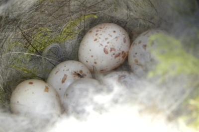 Mésange charbonnière