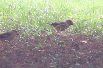 Grosbec casse-noyaux