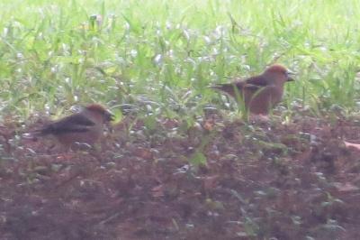 Grosbec casse-noyaux