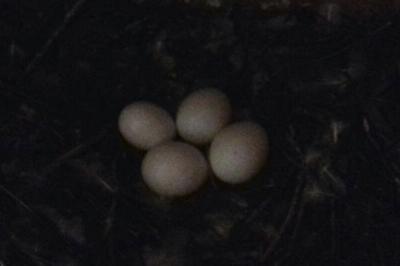 Tyto alba