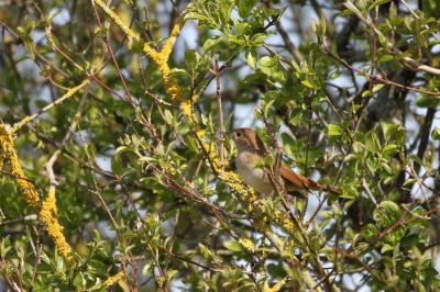 Luscinia megarhynchos