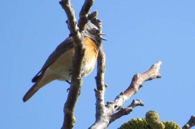Rougequeue à front blanc