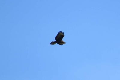 Buse variable