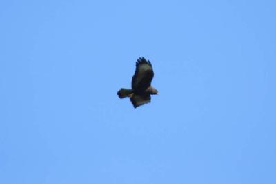 Buse variable