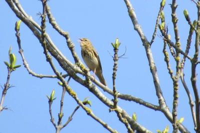 Pipit des arbres