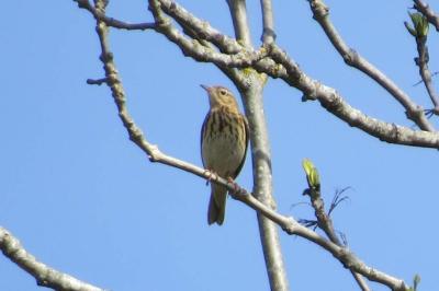 Pipit des arbres
