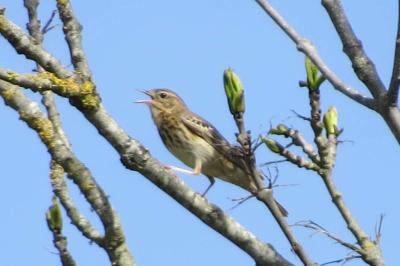 Pipit des arbres