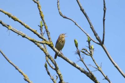 Pipit des arbres