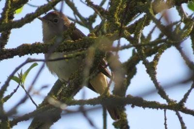 Rossignol philomèle