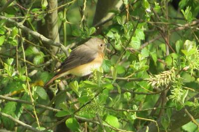 Rougequeue à front blanc