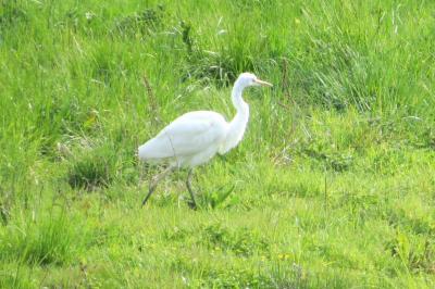 Grande Aigrette