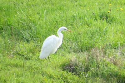 Grande Aigrette