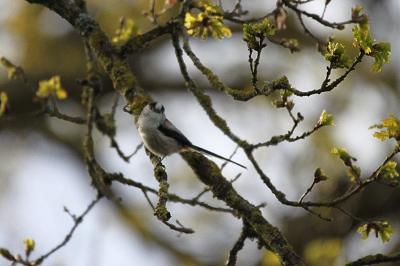 Mésange à longue queue
