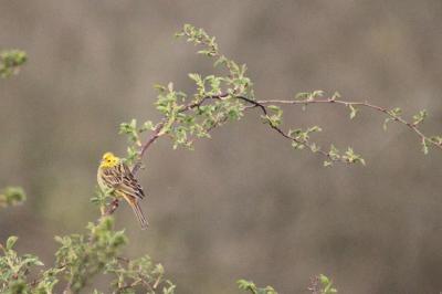 Bruant jaune