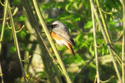 Rougequeue à front blanc
