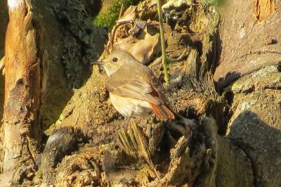 Rougequeue à front blanc