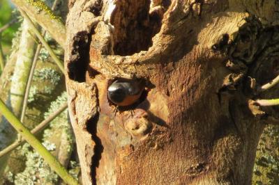 Rougequeue à front blanc