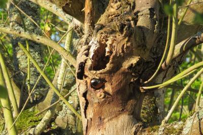 Rougequeue à front blanc