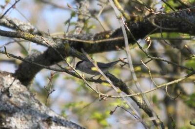 Fauvette à tête noire