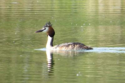 Grèbe huppé