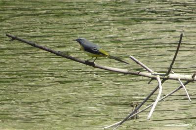 Bergeronnette des ruisseaux