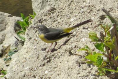 Bergeronnette des ruisseaux