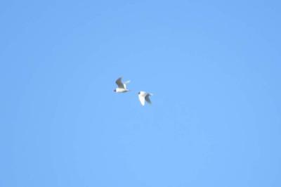 Mouette mélanocéphale