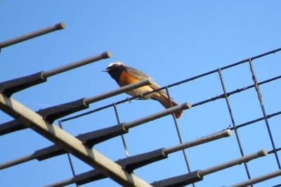 Rougequeue à front blanc