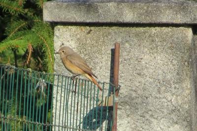 Rougequeue à front blanc