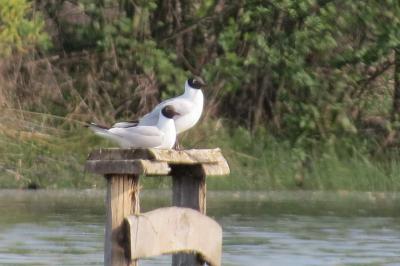 Mouette rieuse