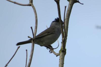 Fauvette à tête noire